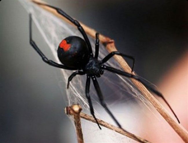 ТОП 9 самых опасных насекомых в мире